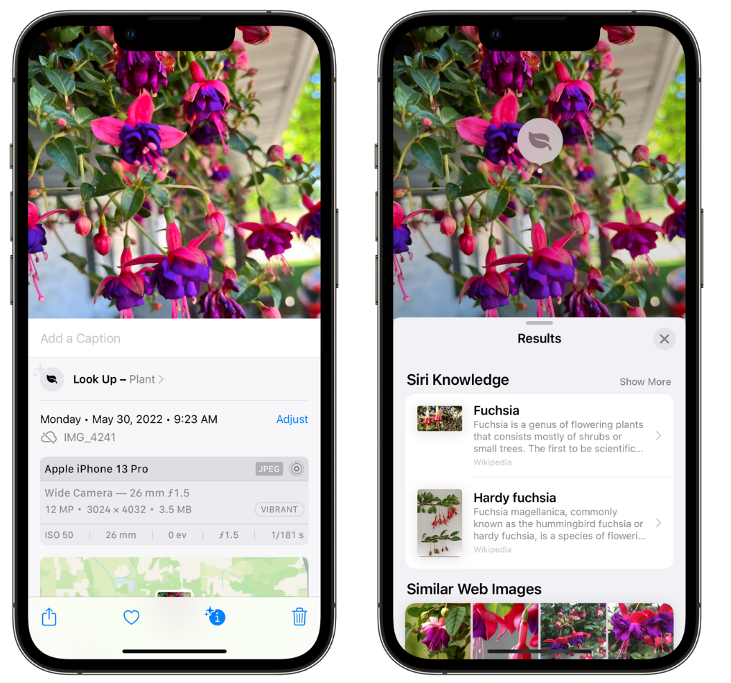 类乌齐苹果手机维修分享小技巧：使用 iPhone 相机识别花卉植物 